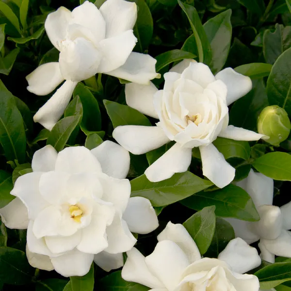Gardenia_Gandharaj_Cape_Jasmine_Highly_Fragrant_Flower_Shrubs_Live_Plants_&_Tree