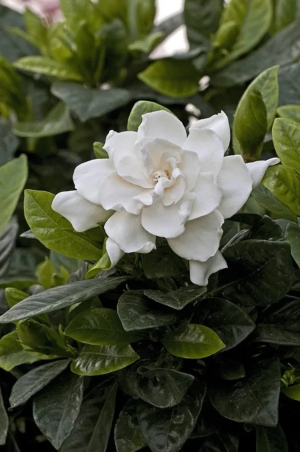 Gardenia_Gandharaj_Cape_Jasmine_Highly_Fragrant_Flower_Shrubs_Live_Plants_&_Tree