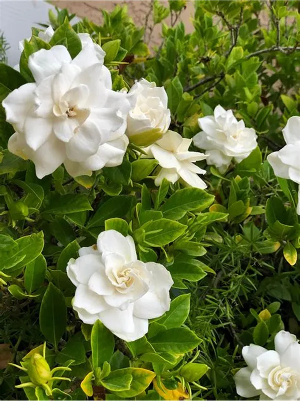 Gardenia_Gandharaj_Cape_Jasmine_Highly_Fragrant_Flower_Shrubs_Live_Plants_&_Tree