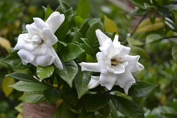 Gardenia_Gandharaj_Cape_Jasmine_Highly_Fragrant_Flower_Shrubs_Live_Plants_&_Tree
