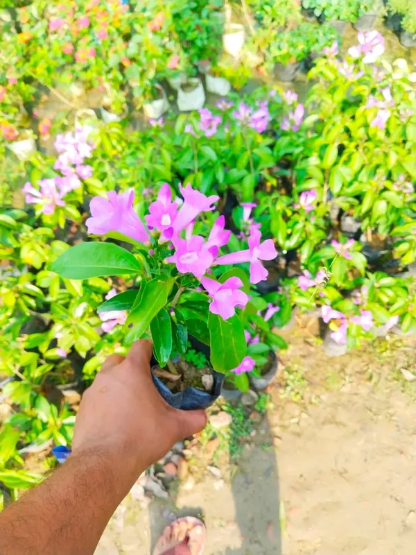 Garlic_Vine_/_Rosun_Lata_flower_plant