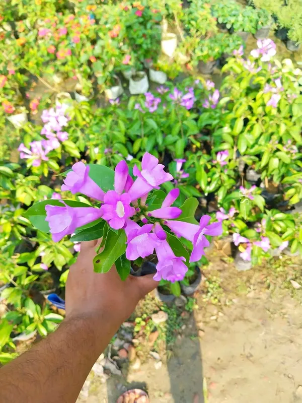 Garlic_Vine_/_Rosun_Lata_flower_plant