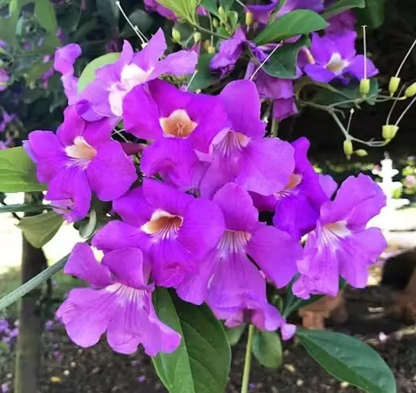 Garlic_Vine_/_Rosun_Lata_flower_plant