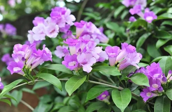 Garlic_Vine_flower_Live_Plant_|_Creeper_Flower_plant_|_Dwarf_Varify_|_Air_Layering_Plant