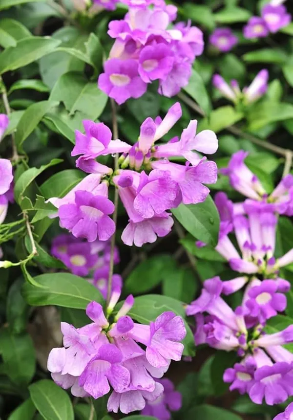 Garlic_Vine_flower_Live_Plant_|_Creeper_Flower_plant_|_Dwarf_Varify_|_Air_Layering_Plant