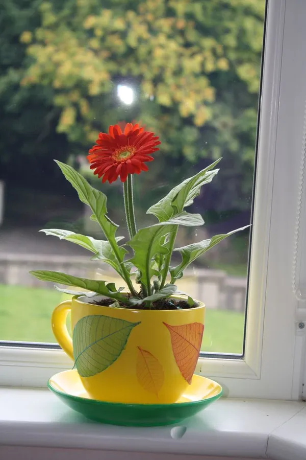 Gerbera_Plant_Gerbera_Jamesoni_Calfornia_RED_Color_Flower_Healthy_Live_Plant_All_Season_For_Indoor_And_Outdoor_flower_Garden_Withe_pot