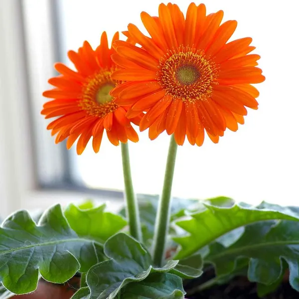 Gerbera_Plant_Gerbera_Jamesoni_Calfornia_RED_Color_Flower_Healthy_Live_Plant_All_Season_For_Indoor_And_Outdoor_flower_Garden_Withe_pot