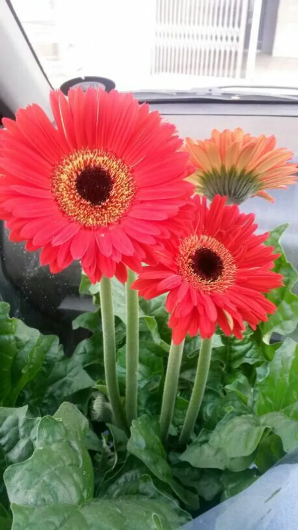 Gerbera_Plant_Gerbera_Jamesoni_Calfornia_RED_Color_Flower_Healthy_Live_Plant_All_Season_For_Indoor_And_Outdoor_flower_Garden_Withe_pot