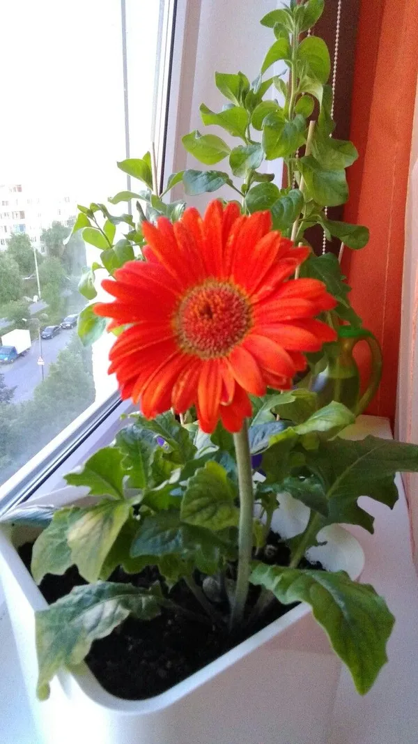 Gerbera_Plant_Gerbera_Jamesoni_Calfornia_RED_Color_Flower_Healthy_Live_Plant_All_Season_For_Indoor_And_Outdoor_flower_Garden_Withe_pot