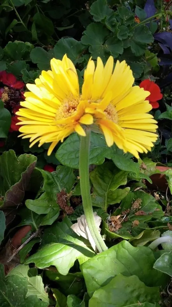 Gerbera_Plant_Gerbera_Jamesoni_Calfornia_YELLOW_Color_Flower_Healthy_Live_Plant_All_Season_For_Indoor_And_Outdoor_flower_Garden
