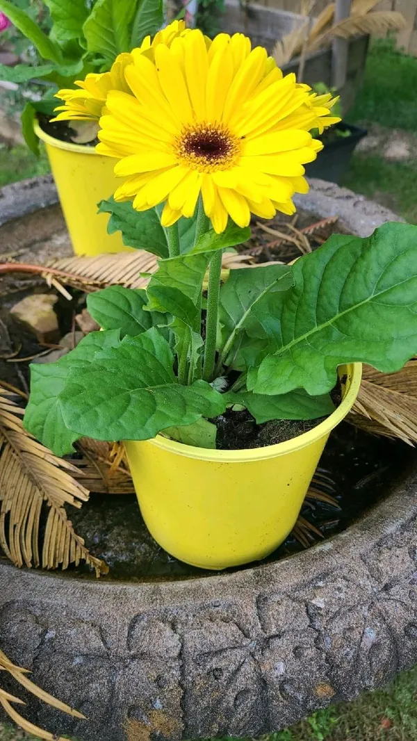 Gerbera_Plant_Gerbera_Jamesoni_Calfornia_YELLOW_Color_Flower_Healthy_Live_Plant_All_Season_For_Indoor_And_Outdoor_flower_Garden