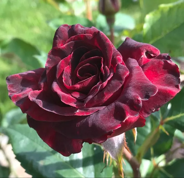 Glorious_Red_Velvet_Rose_Flower_Plant_&_Tree_For_Home_Garden_(1.5-3.5_Ft_Height)_Pack_Of_1