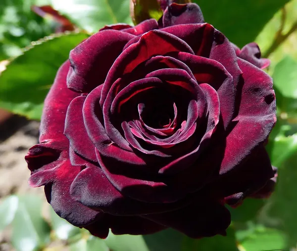 Glorious_Red_Velvet_Rose_Flower_Plant_&_Tree_For_Home_Garden_(1.5-3.5_Ft_Height)_Pack_Of_1