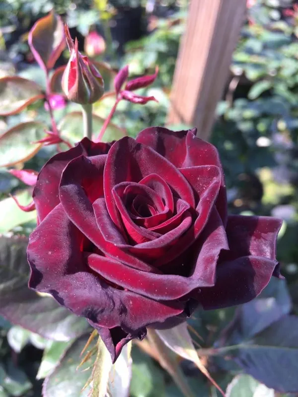 Glorious_Red_Velvet_Rose_Flower_Plant_&_Tree_For_Home_Garden_(1.5-3.5_Ft_Height)_Pack_Of_1