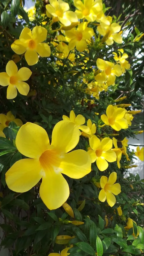 Golden_Allamanda_Flowering_Plant_&_Tree_For_Shrub/Bush/Home_Garden,_Pack_Of_1