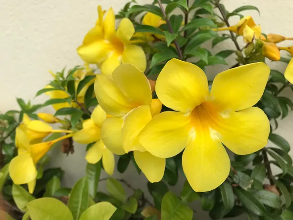 Golden_Allamanda_Flowering_Plant_&_Tree_For_Shrub/Bush/Home_Garden,_Pack_Of_1