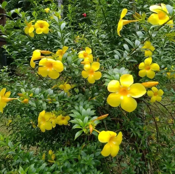 Golden_Allamanda_Flowering_Plant_&_Tree_For_Shrub/Bush/Home_Garden,_Pack_Of_1