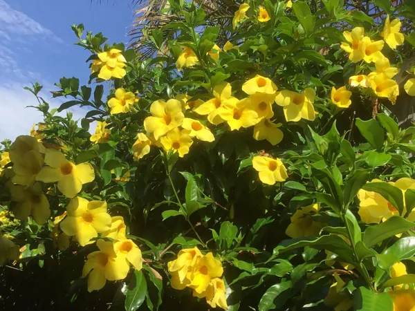Golden_Allamanda_Flowering_Plant_&_Tree_For_Shrub/Bush/Home_Garden,_Pack_Of_1