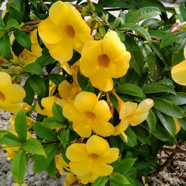 Golden_Allamanda_Flowering_Plant_&_Tree_For_Shrub/Bush/Home_Garden,_Pack_Of_1