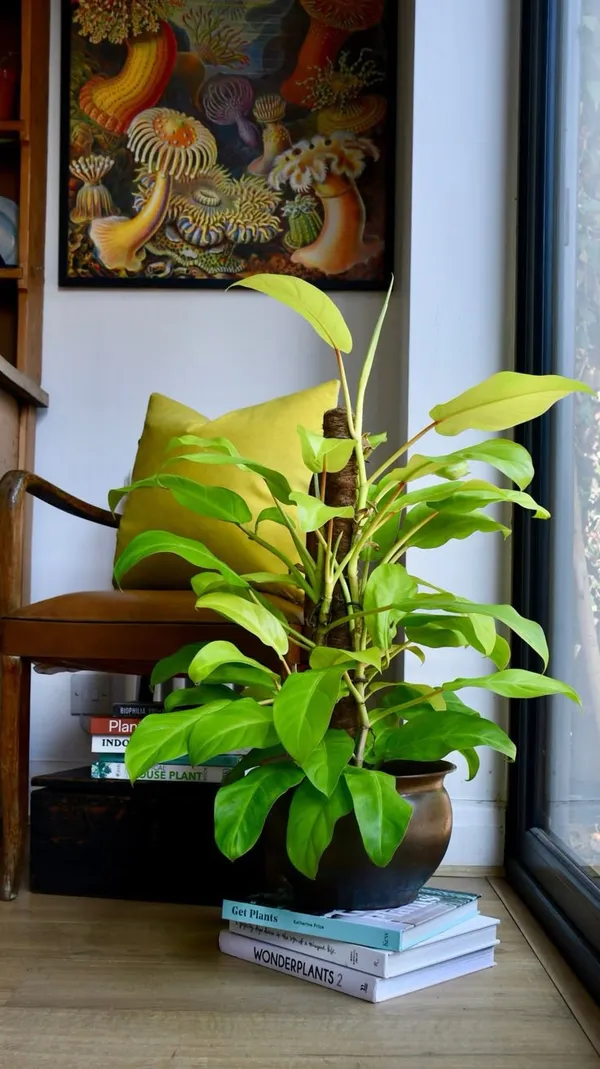 Golden_Ceylon_Money_Indoor_Plant