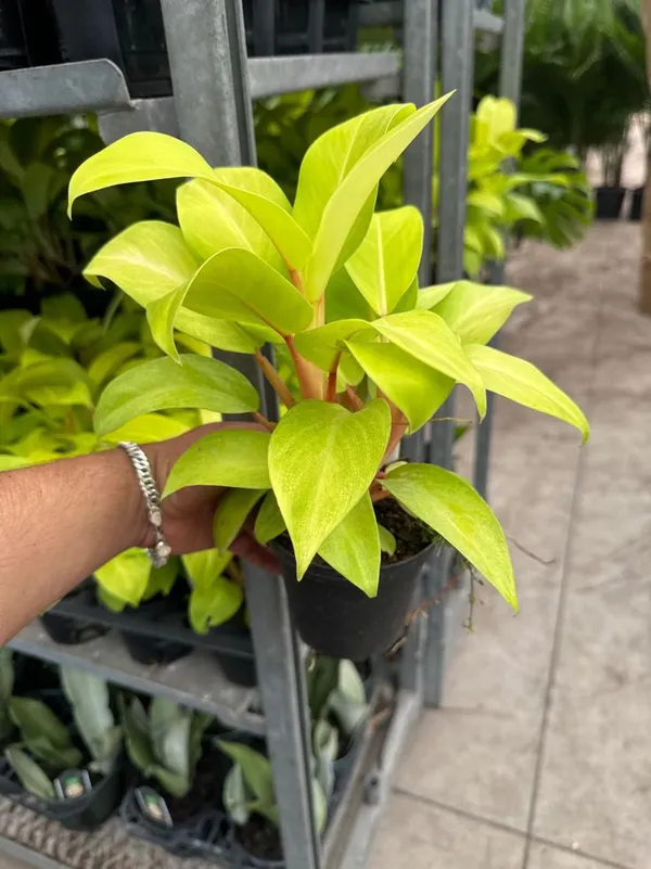 Golden_Ceylon_Money_Indoor_Plant