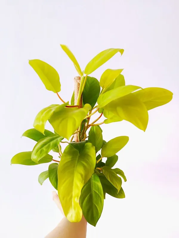 Golden_Ceylon_Money_Indoor_Plant