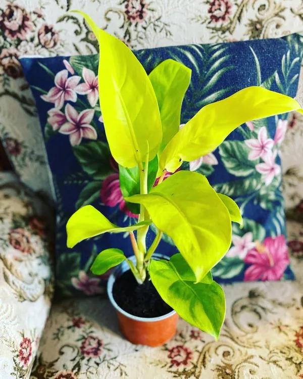 Golden_Ceylon_Money_Indoor_Plant