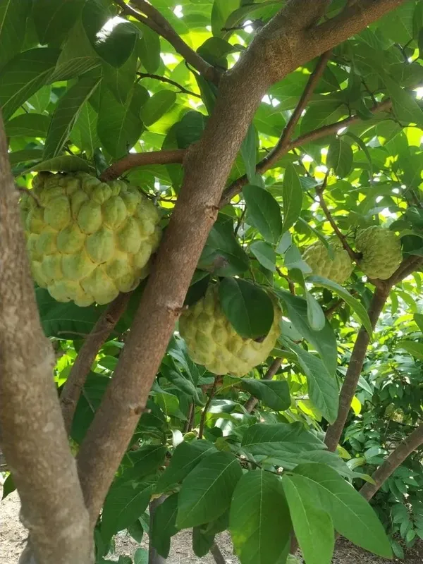 Golden_Custard_Apple/Sita_Fal_Healthy_Fruit_Plant_&_Tree_For_Home_Garden,_Well_Watered_Custard_Plant_,_Pack_Of_1