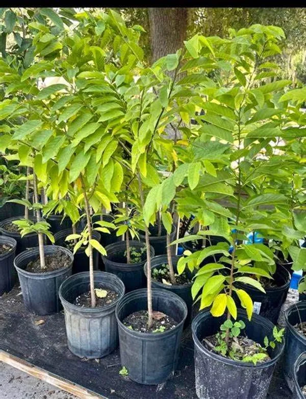 Golden_Custard_Apple/Sita_Fal_Healthy_Fruit_Plant_&_Tree_For_Home_Garden,_Well_Watered_Custard_Plant_,_Pack_Of_1