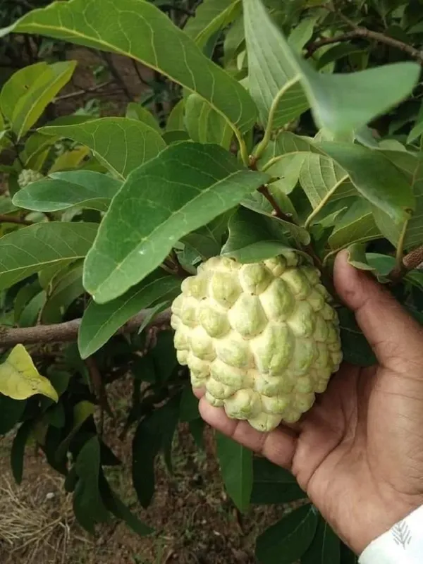 Golden_Custard_Apple/Sita_Fal_Healthy_Fruit_Plant_&_Tree_For_Home_Garden,_Well_Watered_Custard_Plant_,_Pack_Of_1