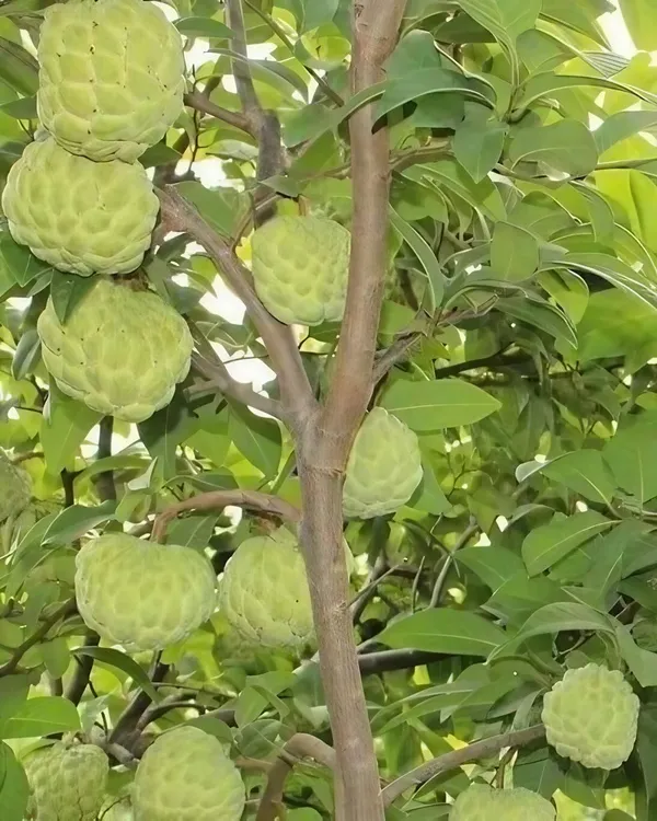 Golden_Custard_Apple/Sita_Fal_Healthy_Fruit_Plant_&_Tree_For_Home_Garden,_Well_Watered_Custard_Plant_,_Pack_Of_1