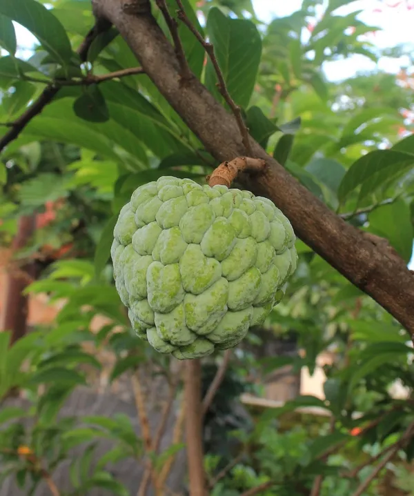 Golden_Custard_Apple/Sita_Fal_Healthy_Fruit_Plant_&_Tree_For_Home_Garden,_Well_Watered_Custard_Plant_,_Pack_Of_1