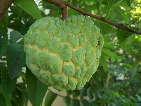 Golden_Custard_Apple/Sita_Fal_Healthy_Fruit_Plant_&_Tree_For_Home_Garden,_Well_Watered_Custard_Plant_,_Pack_Of_1