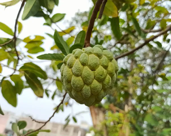 Golden_Custard_Apple/Sita_Fal_Healthy_Fruit_Plant_&_Tree_For_Home_Garden,_Well_Watered_Custard_Plant_,_Pack_Of_1