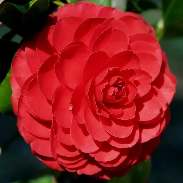 Gorgeous_Dark_Red_Japanese_Camellia_Live_Flower_Plant,_Pack_Of_1
