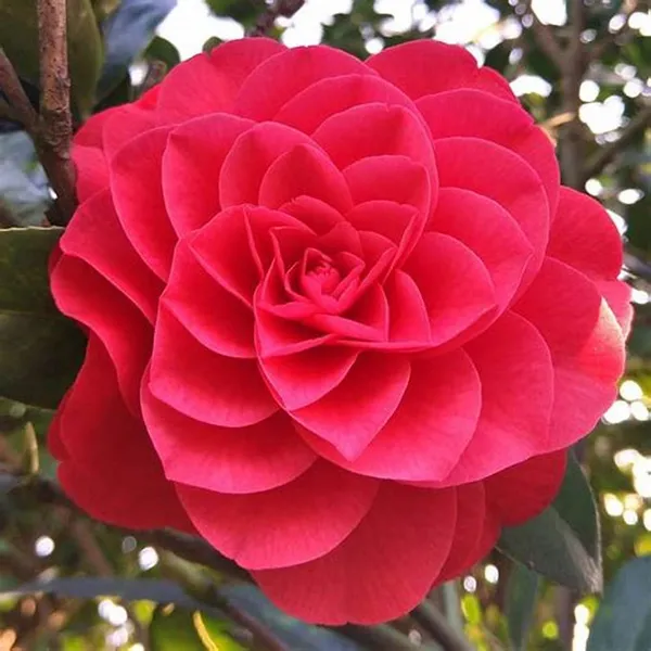 Gorgeous_Dark_Red_Japanese_Camellia_Live_Flower_Plant,_Pack_Of_1