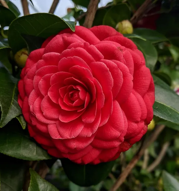 Gorgeous_Dark_Red_Japanese_Camellia_Live_Flower_Plant,_Pack_Of_1