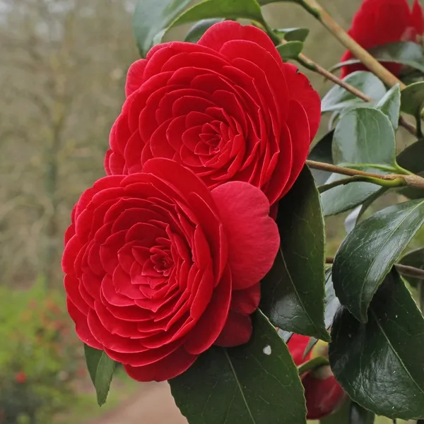Gorgeous_Dark_Red_Japanese_Camellia_Live_Flower_Plant,_Pack_Of_1