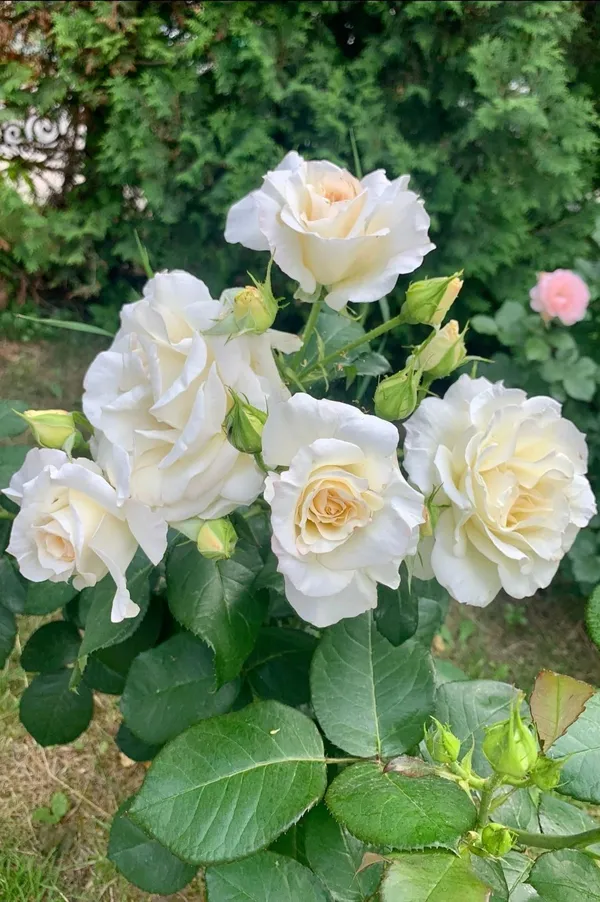 Gorgeous_Off_White_Rose_Flowering_Live_Plant_(1.5-3.5_Ft_Height)_For_Home_Garden,_Pack_Of_1