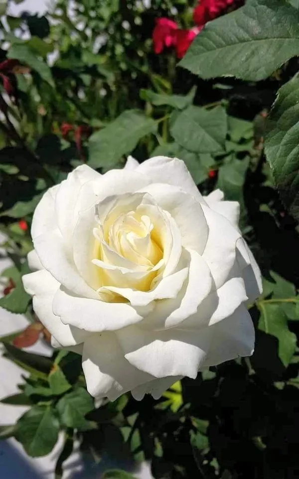 Gorgeous_Off_White_Rose_Flowering_Live_Plant_(1.5-3.5_Ft_Height)_For_Home_Garden,_Pack_Of_1