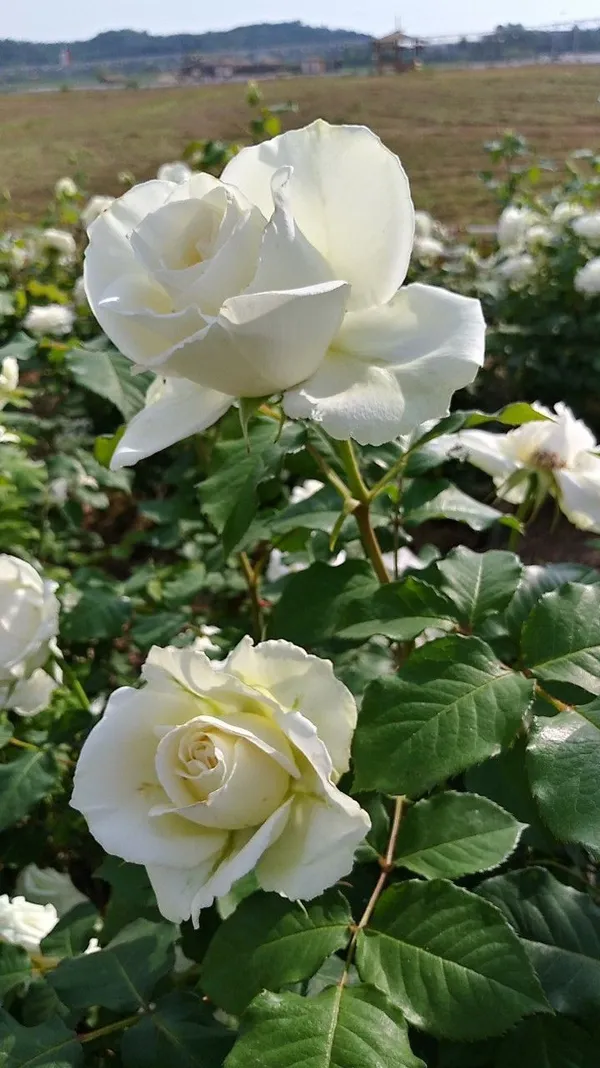 Gorgeous_Off_White_Rose_Flowering_Live_Plant_(1.5-3.5_Ft_Height)_For_Home_Garden,_Pack_Of_1