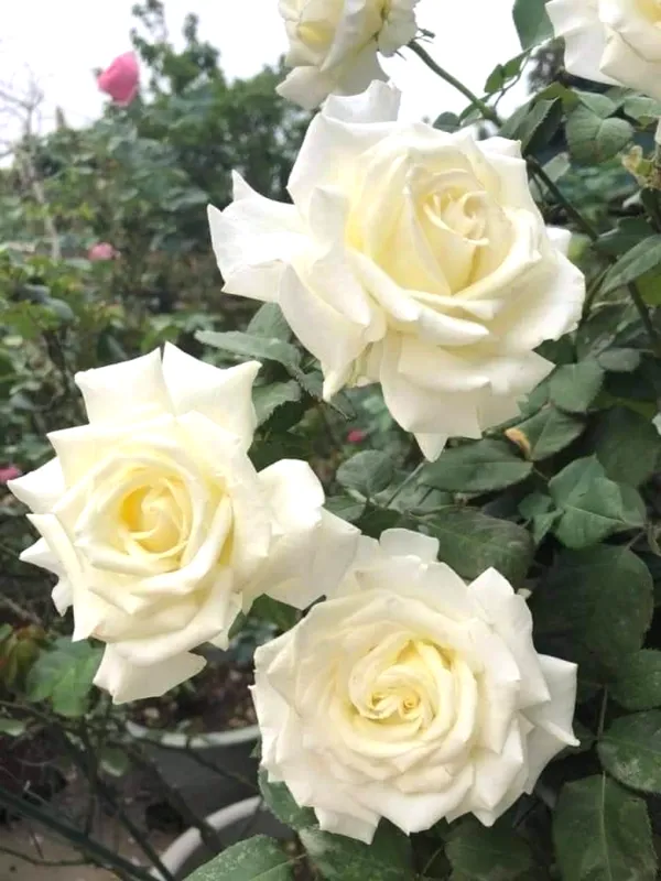Gorgeous_Off_White_Rose_Flowering_Live_Plant_(1.5-3.5_Ft_Height)_For_Home_Garden,_Pack_Of_1