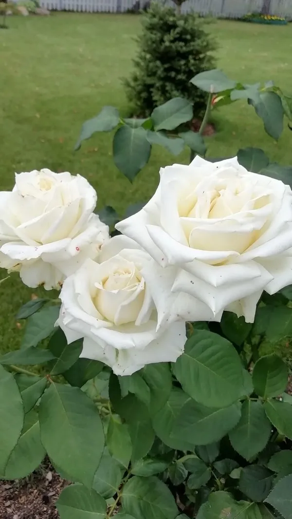 Gorgeous_Off_White_Rose_Flowering_Live_Plant_(1.5-3.5_Ft_Height)_For_Home_Garden,_Pack_Of_1