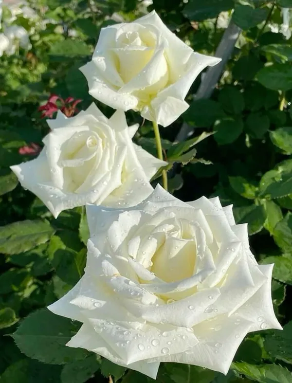 Gorgeous_Off_White_Rose_Flowering_Live_Plant_(1.5-3.5_Ft_Height)_For_Home_Garden,_Pack_Of_1