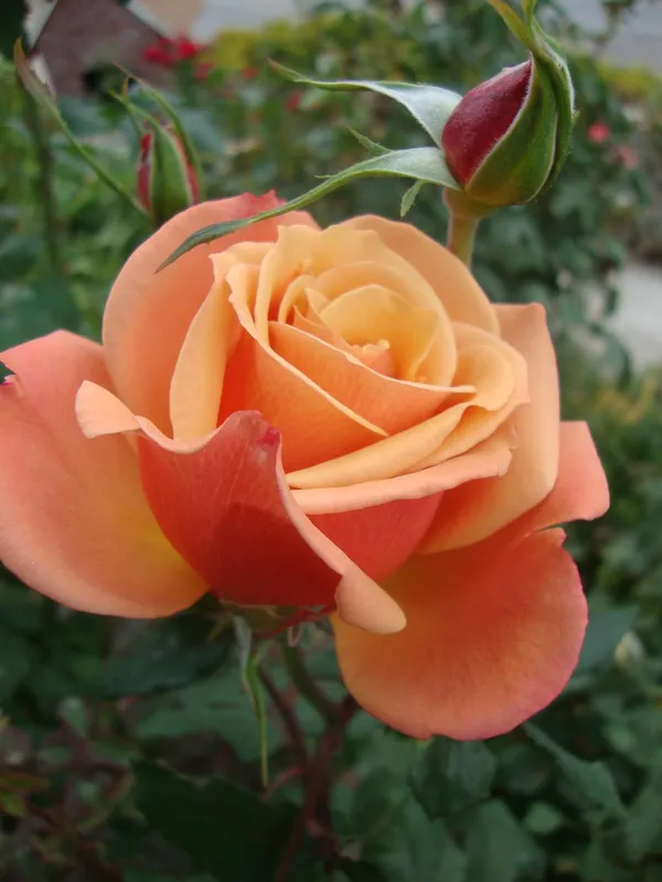 Gorgeous_Orange_Rose_Hybrid_Flower_Plant_&_Tree_(1.5-3.5_Ft_Height)_For_Home_Decor/Gardening_(Pack_Of_1)