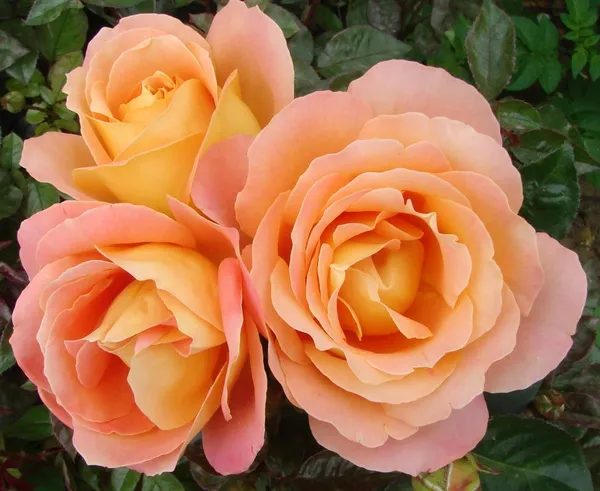 Gorgeous_Orange_Rose_Hybrid_Flower_Plant_&_Tree_(1.5-3.5_Ft_Height)_For_Home_Decor/Gardening_(Pack_Of_1)