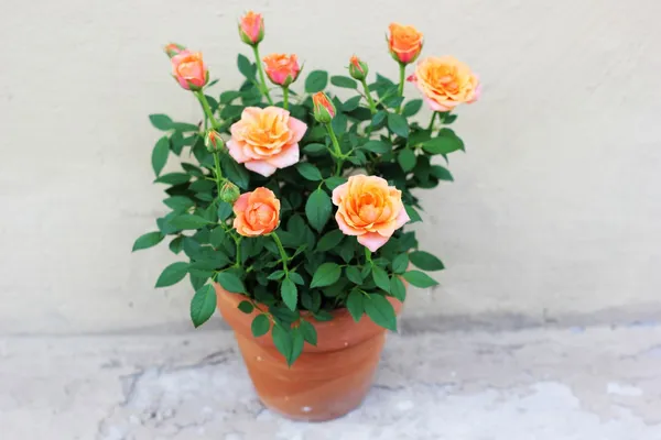 Gorgeous_Orange_Rose_Hybrid_Flower_Plant_&_Tree_(1.5-3.5_Ft_Height)_For_Home_Decor/Gardening_(Pack_Of_1)