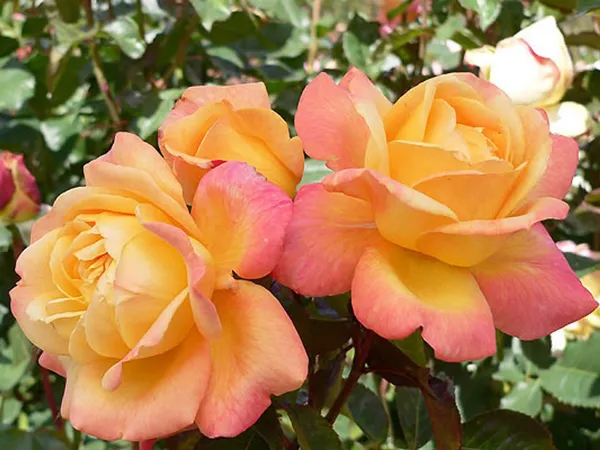 Gorgeous_Orange_Rose_Hybrid_Flower_Plant_&_Tree_(1.5-3.5_Ft_Height)_For_Home_Decor/Gardening_(Pack_Of_1)