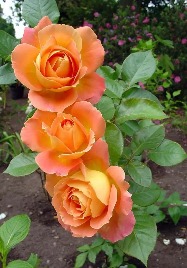 Gorgeous_Orange_Rose_Hybrid_Flower_Plant_&_Tree_(1.5-3.5_Ft_Height)_For_Home_Decor/Gardening_(Pack_Of_1)