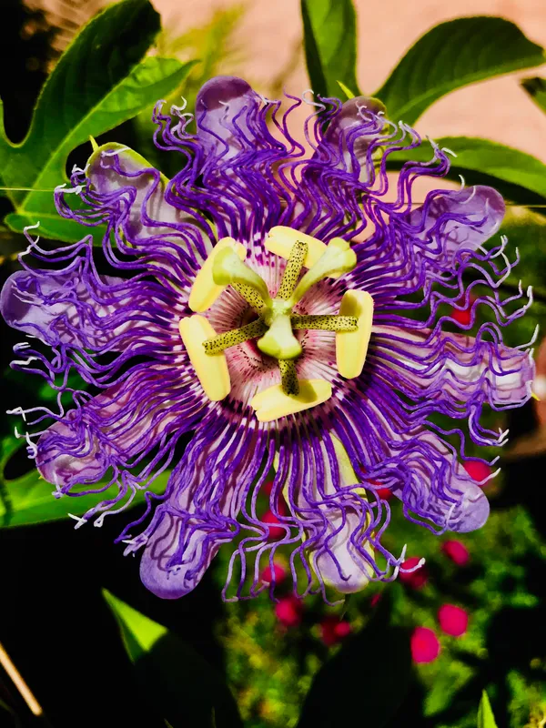 Gorgeous_Passion_Flower_Shrub_Plant_For_Your_Sweet_Home_Garden_(1.5-3.5_Ft_Height)_Pack_Of_1
